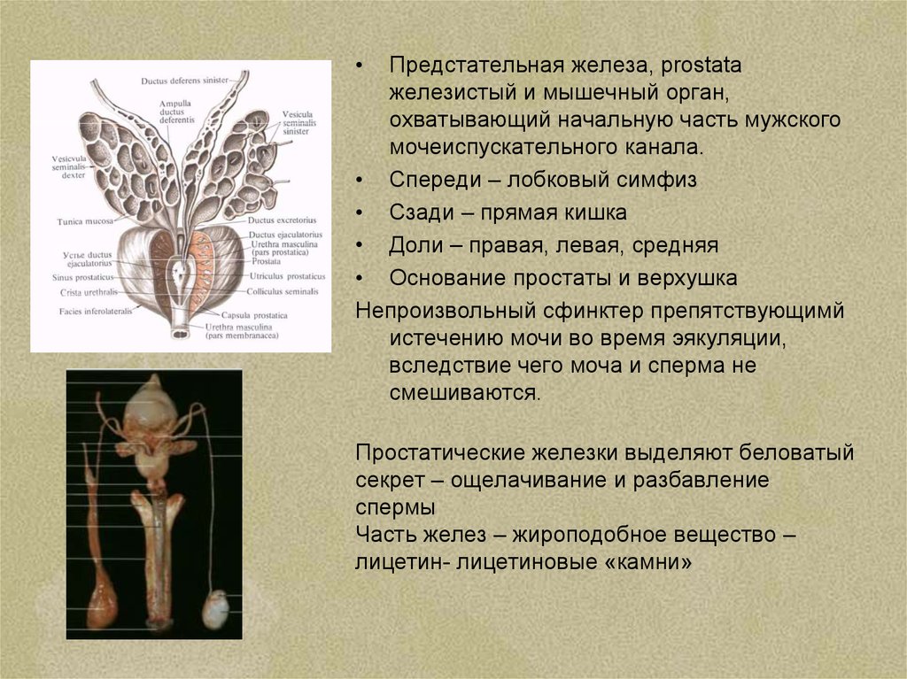 Произвольный сфинктер мочеиспускательного канала располагается. Мочеполовая система. Мужской мочеиспускательный канал анатомия. Мочеполовая система презентация.