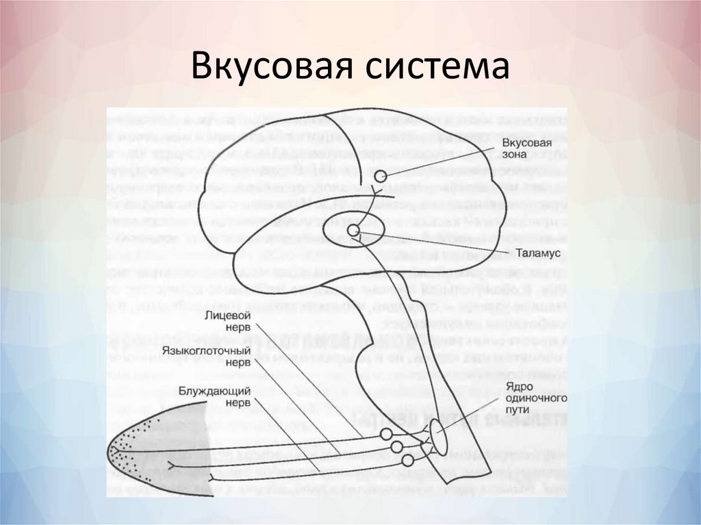 Схема строения сенсорной системы