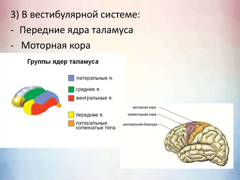 Процессы в сенсорных системах