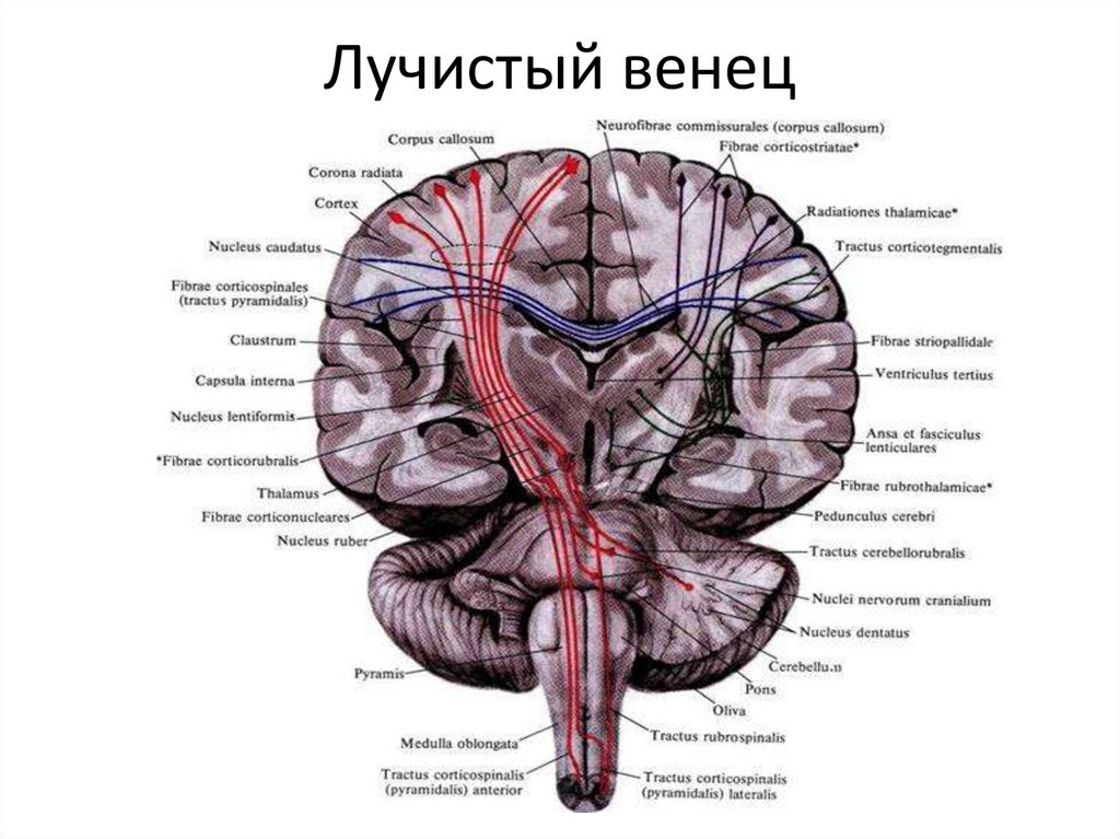 Проведенные на головном мозге. Внутренняя капсула и Лучистый венец. Проводящие пути головного и спинного мозга анатомия. Проводящие пути головного мозга анатомия. Лучистый венец анатомия.