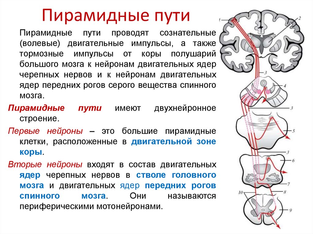 Презентация проводящие пути спинного и головного мозга