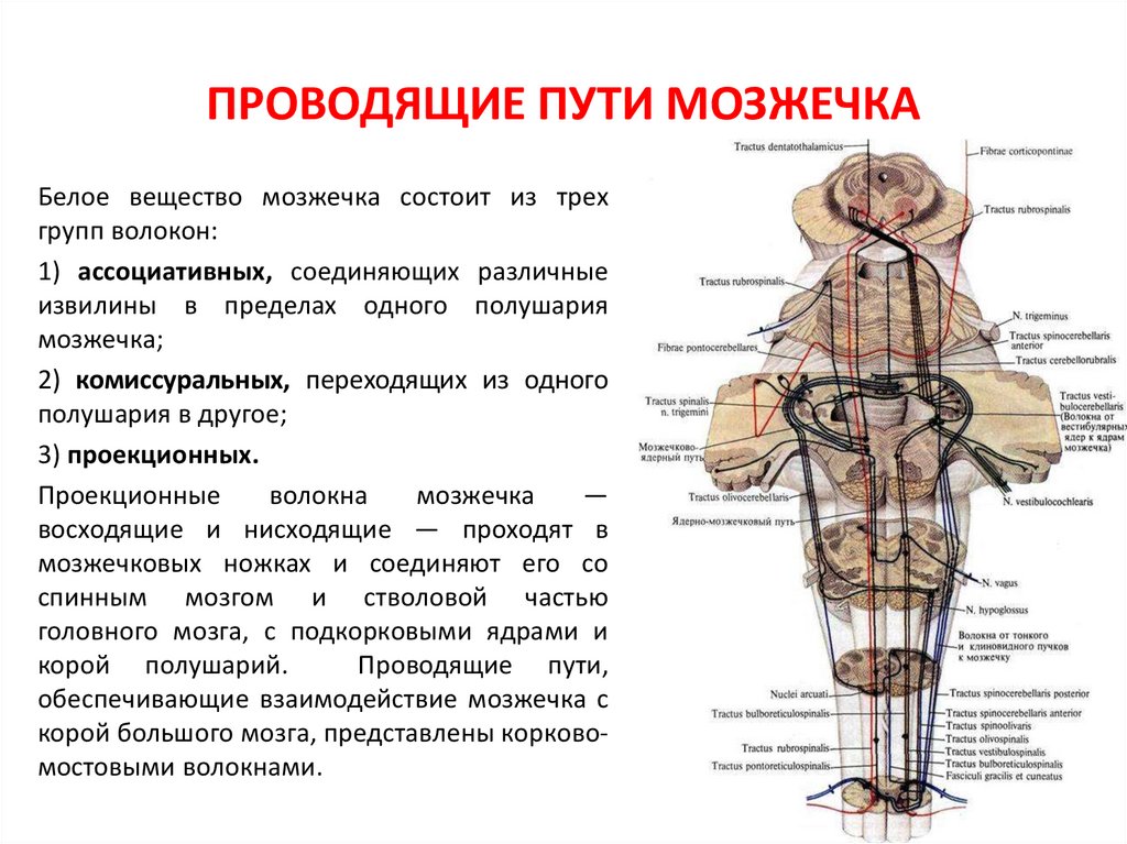 Проводящие пути спинного мозга анатомия