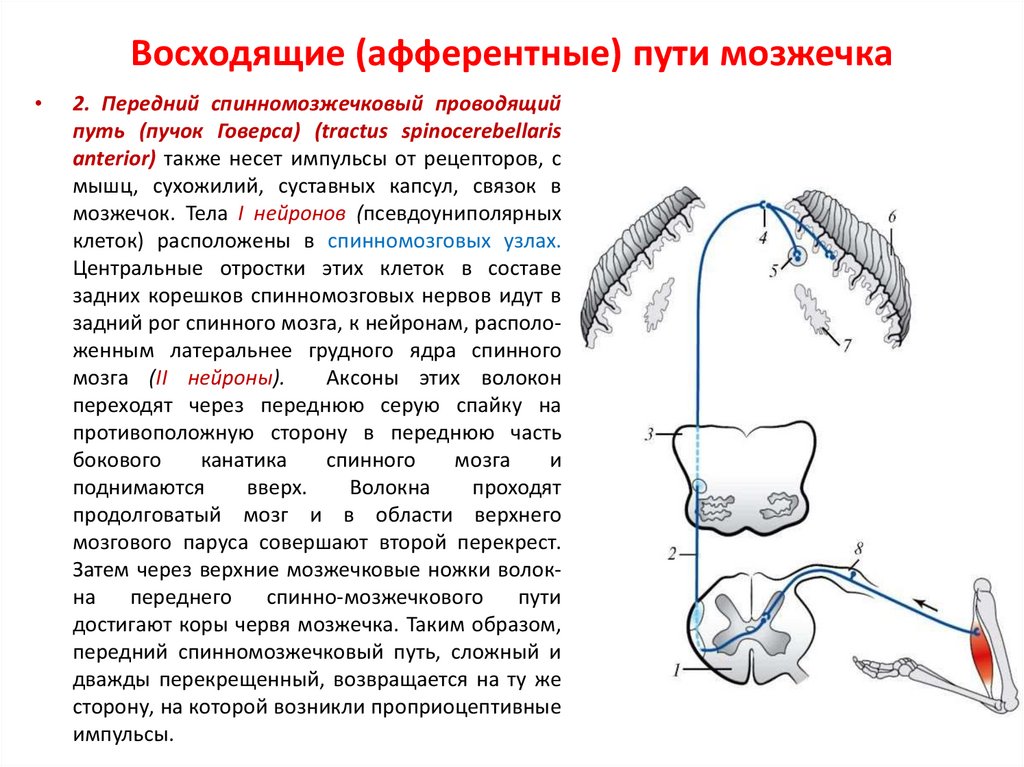 Проводящие пути презентация