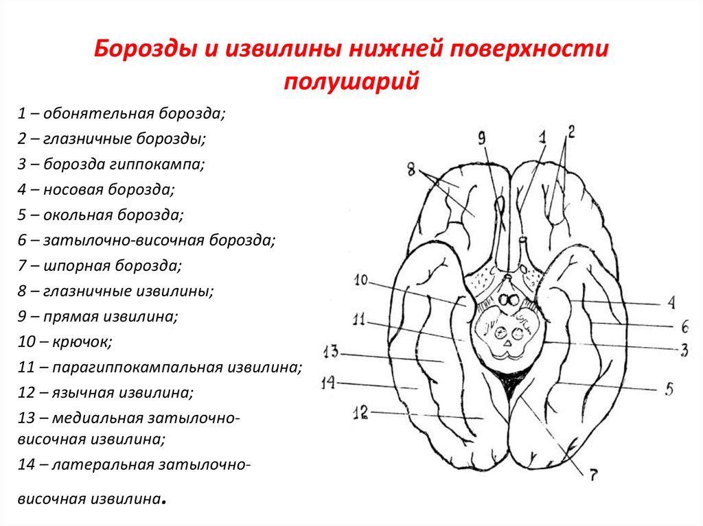 Поверхность головного мозга имеет. Борозды и извилины медиальной и базальной поверхности. Нижняя поверхность головного мозга борозды. Борозды и извилины нижней поверхности полушария большого мозга. Базальная поверхность мозга схема.