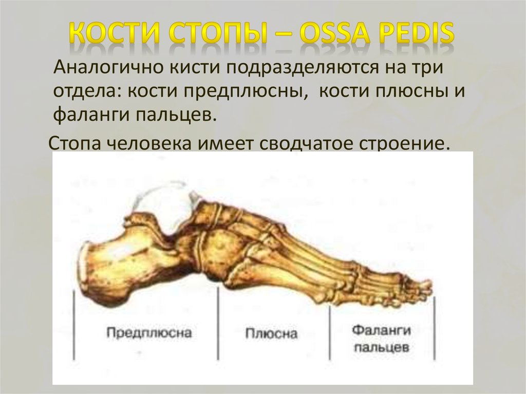 Три отдела кости. Строение стопы плюсна предплюсна. Кости предплюсны стопы анатомия. Кости стопы анатомия строение. Кости стопы (ossa pedis).