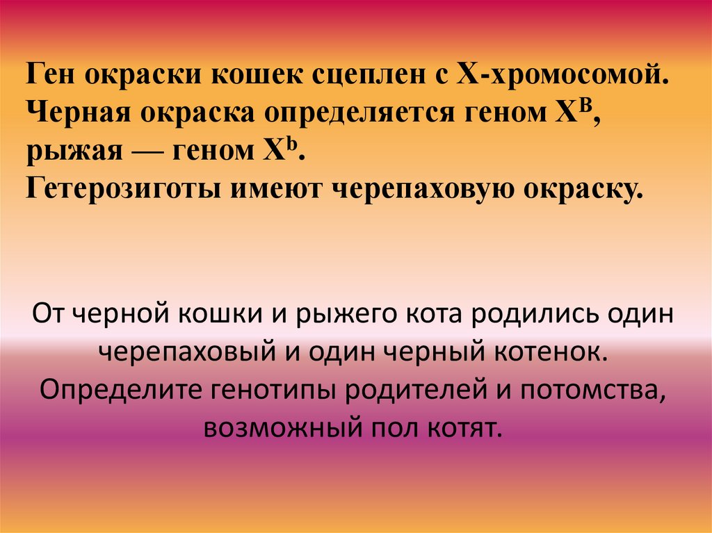 Определить геном. Ген окраски кошек сцеплен с х хромосомой. Гены окраски кошек.