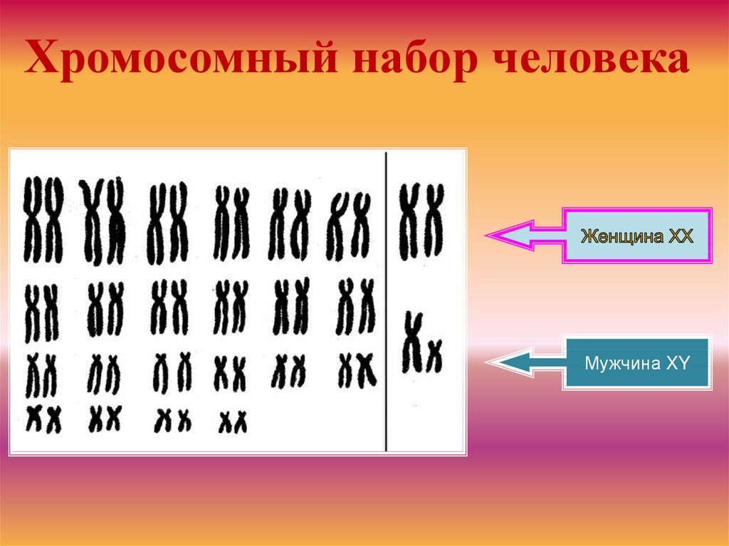 Хромосомы хромосомный набор клетки. Хромосомный набор человека. Набор хромосом у человека. Набор хромосом у мужчин и женщин. Хромосомный набор мужчины и женщины.