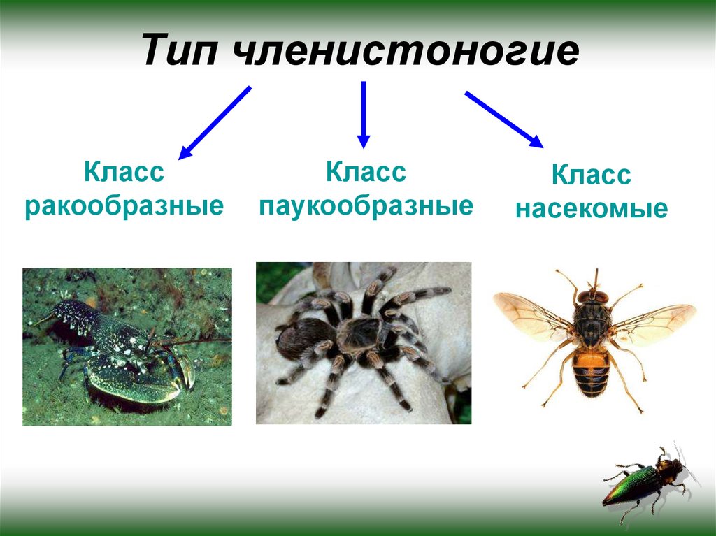 Паукообразные таблица 7 класс