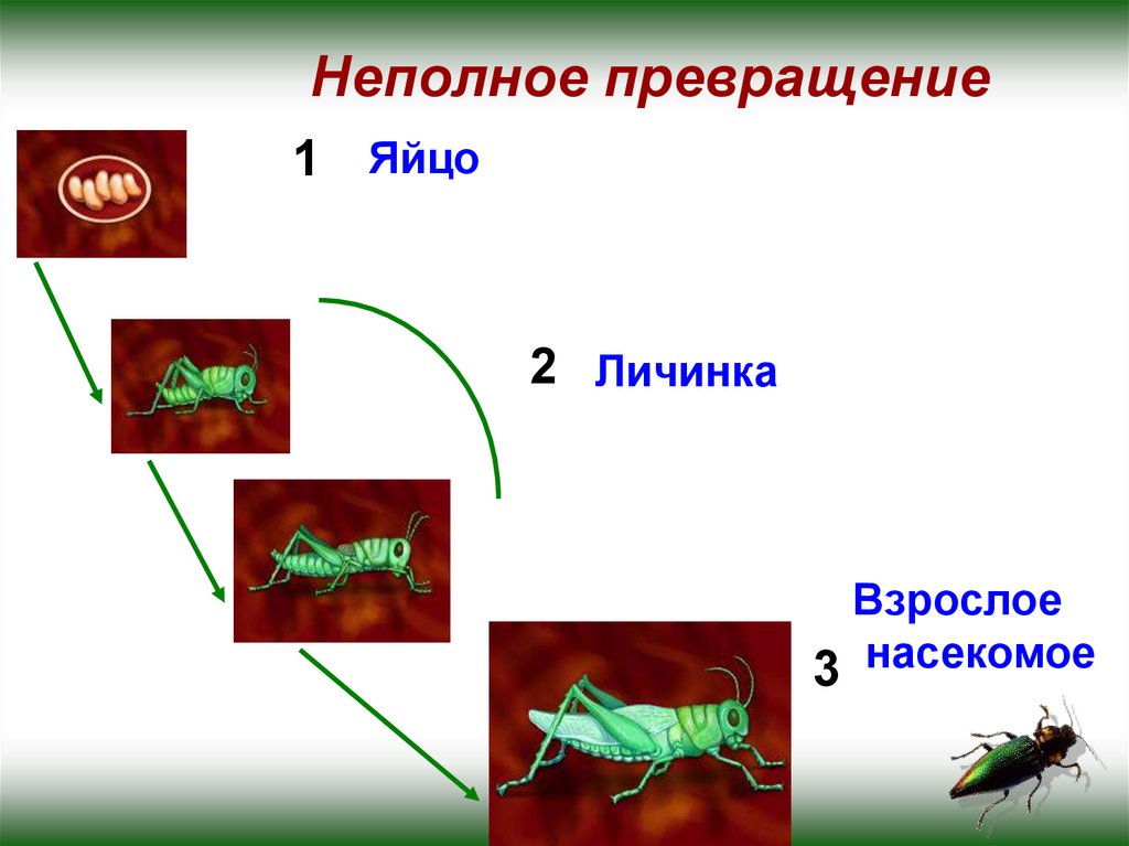 Виды превращений. Неполное превращение. Процесс развития с неполным превращением. Неполный метаморфоз. Метаморфоз с неполным превращением.