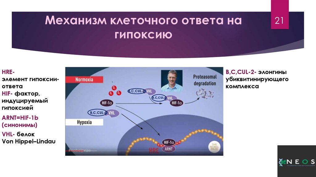 Механизмы клеток. HIF фактор индуцированный гипоксией. Механизм клеточного ответа. Механизм гипоксии клетки. Гипоксия-индуцирующий фактор (HIF-1).