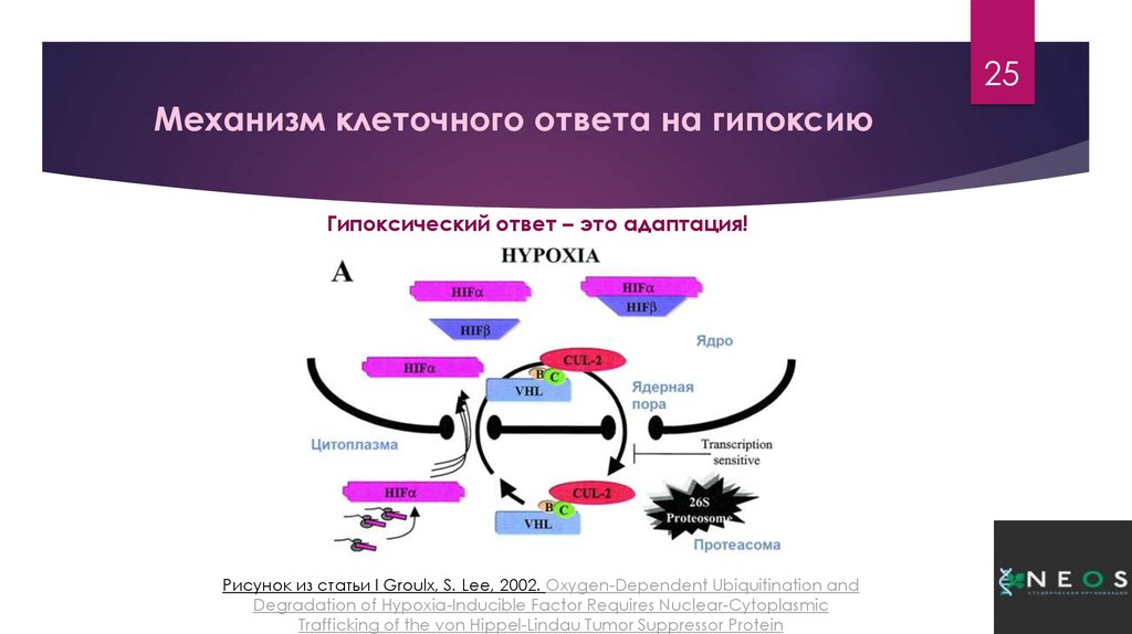 Клеточный механизм. Клеточные механизмы. Возможные клеточные механизмы. Клеточные механизмы гипоксии.. Клеточные механизмы список.