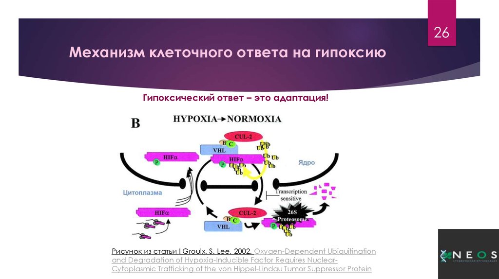 Механизмы клетки. Механизм гипоксии клетки. Клеточные механизмы гипоксии.. Ответ клетки на повреждение гипоксией. Геншин активируемые механизмы.