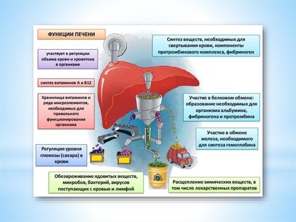Печень участвует в обмене