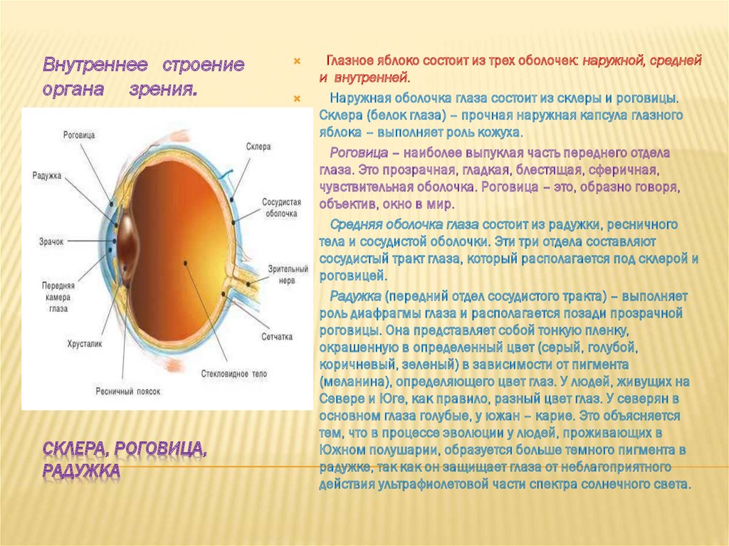 Человек внешняя оболочка. Наружная оболочка глаза склера. Строение оболочек глазного яблока анатомия. Внутренняя оболочка глаза строение и функции. Внутренняя оболочка глаза из чего состоит строение и функции.