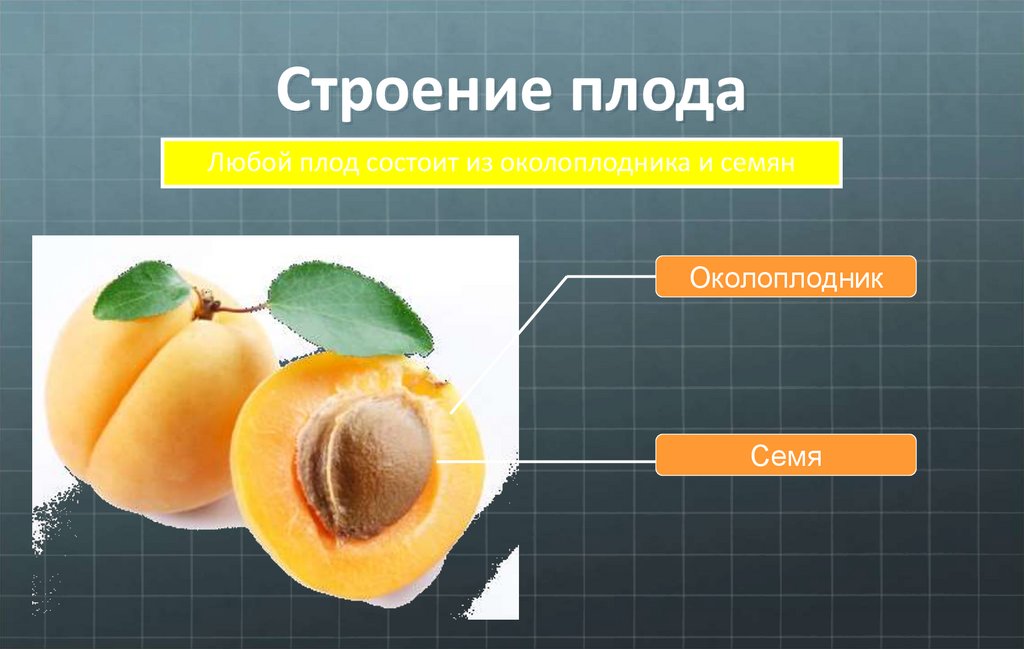 Из чего образуется плод абрикоса впр
