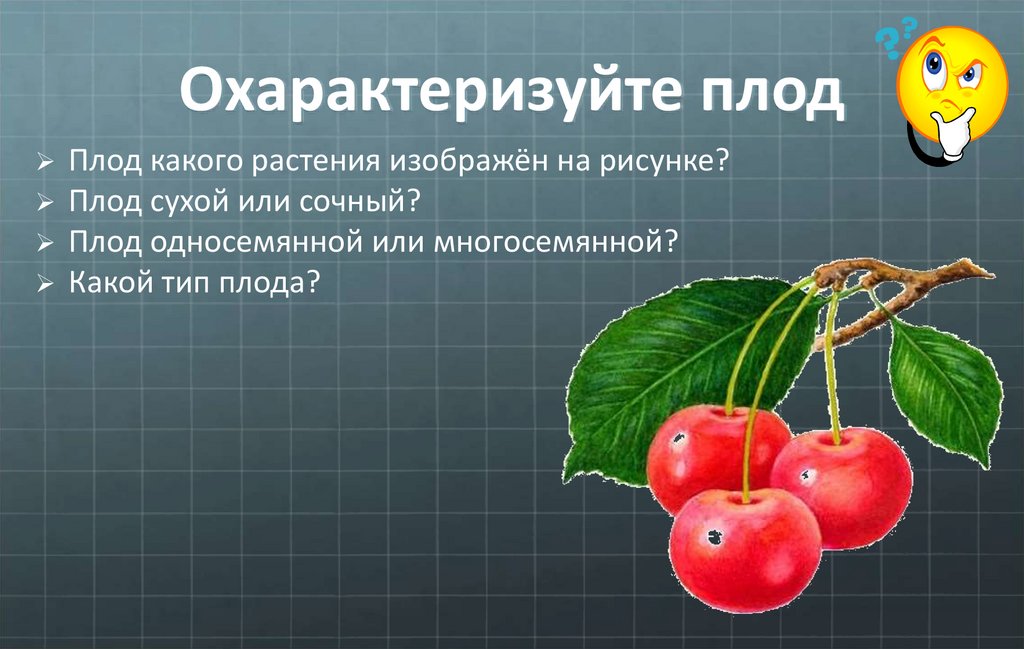 Какую функцию выполняет плод яблони. Плоды по биологии 6 класс. Плоды презентация 6 класс биология. Плоды презентация. Плоды растений.