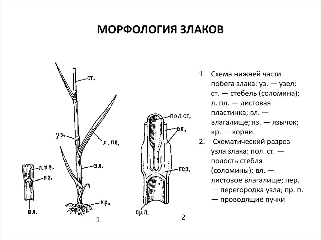 Цветок злака строение рисунок