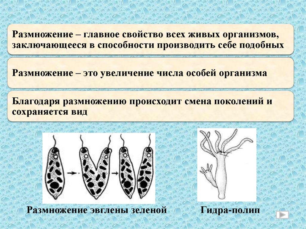 Размножение многоклеточных животных презентация 6 класс