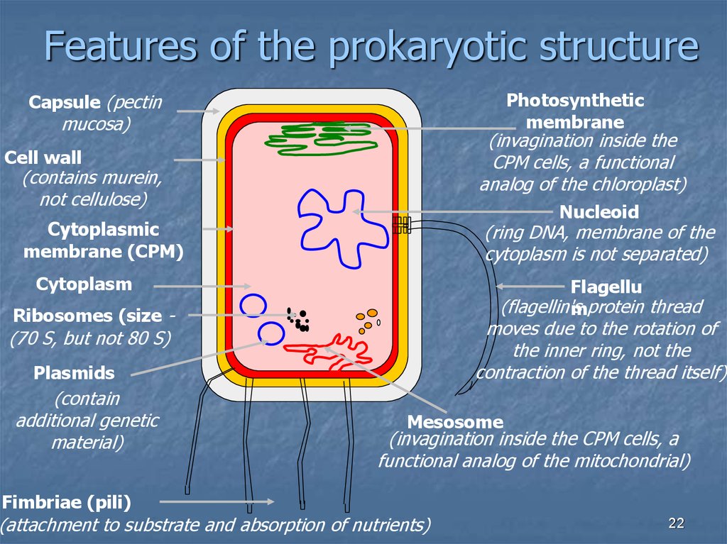 Термин прокариот. Строение клетки. Особенности прокариотической клетки. Особенности строения прокариотической клетки. Особенности строения прокариотической Прокариотическая клетка. Особенности строения бактериальной прокариотической клетки.