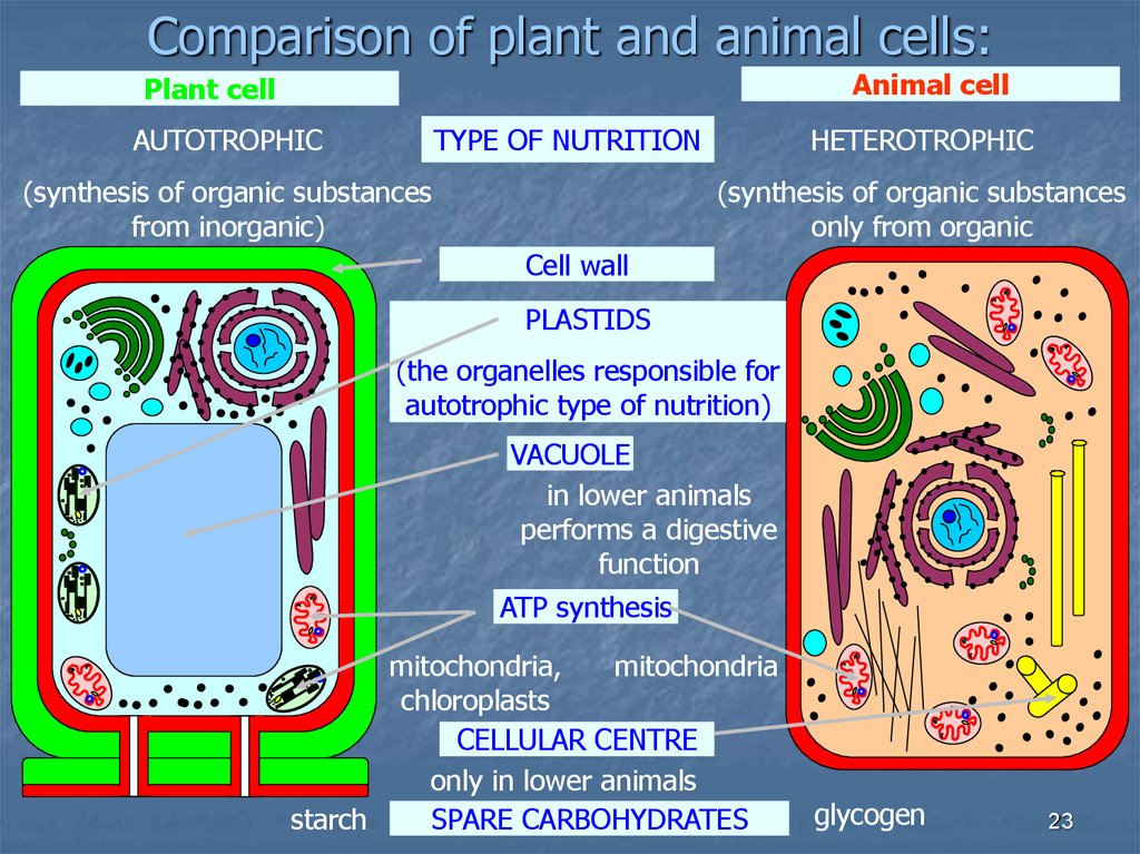 Характеристика животных и растительных клеток. Сходства растительной и животной клетки. Сравнение животной ми растительной колетуки. Сравнение строения растительной и животной клетки. Сравнение растительной и животной клетки.