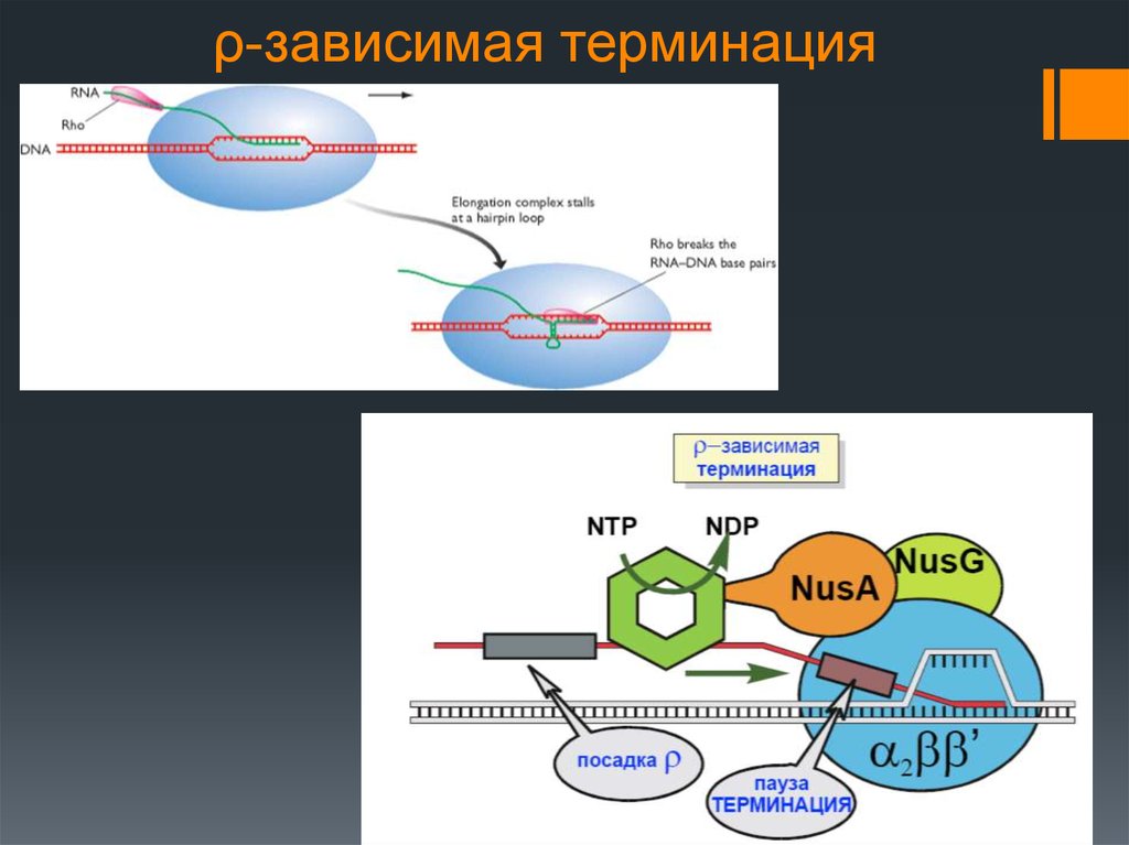 Терминация у эукариот. Rho зависимая терминация. Терминация транскрипции РО-зависимая и РО-независимая. Rho-зависимая/независимая терминация транскрипции. РО зависимый механизм терминации.