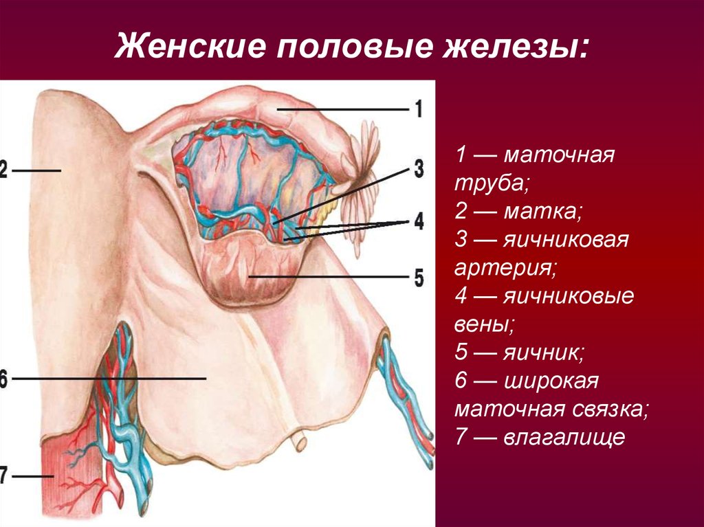 Женские железы. Женские половые железы. Строение женских половых желез. Женские половые железы строение. Женская половая железа.