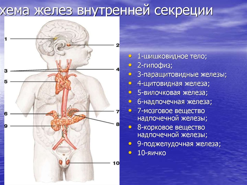Железы внутренней секреции особенности строения. Эндокринные железы ребенка. Железы внутренней секреции у детей. Строение желез внутренней секреции у человека. Схема желез внутренней секреции.