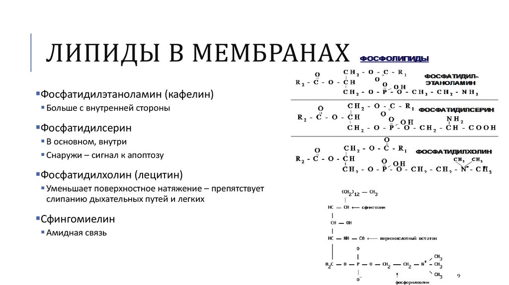 Липиды в мембранах