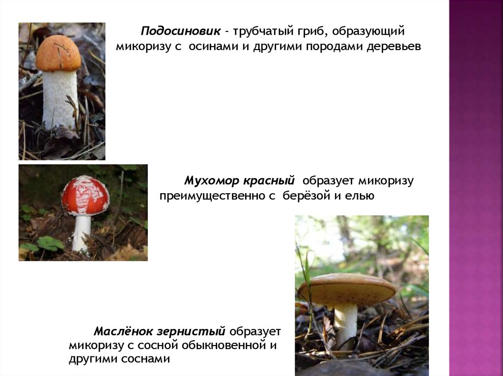 Шляпочный гриб и дерево. Грибы образующие микоризу. Шляпочные грибы образуют микоризу. Грибы которые образуют микоризу. Грибы образуют микоризу с растениями.