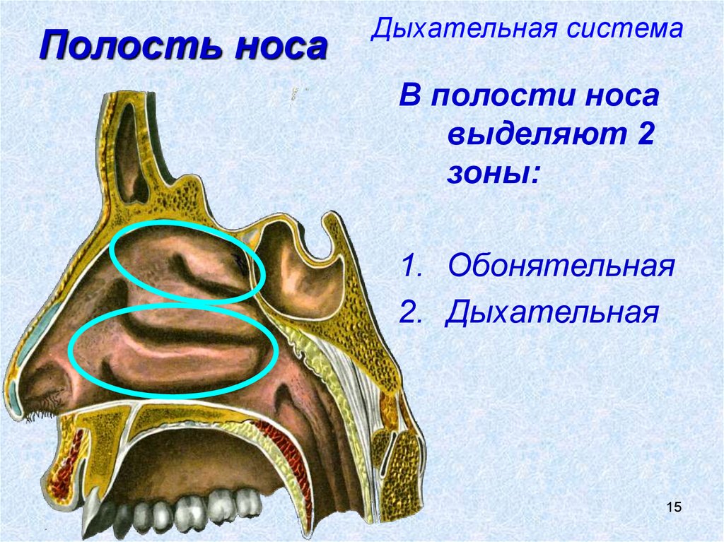 Дыхательная система