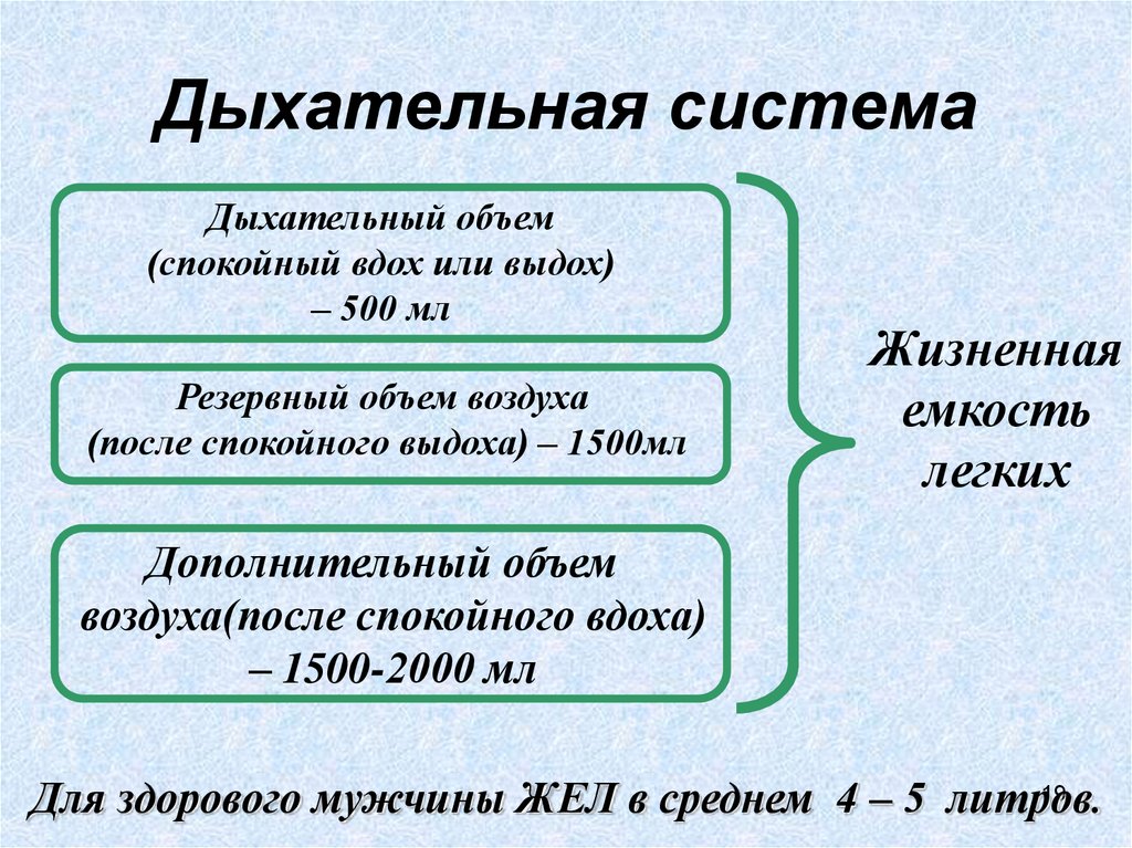 Дыхательная система