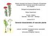 General characteristic of vascular plants