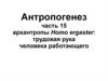 Антропогенез. Архантропы homo ergaster: трудовая рука человека работающего