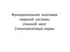 Функциональная анатомия нервной системы. Спинной мозг. Спинномозговые нервы