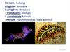 Eukarya Kingdom: Animalia ٍSubkigdom : Metazoa Triploblastic Animal