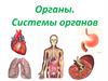 Органы человека. Системы органов