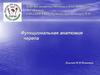 Функциональная анатомия черепа