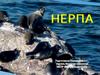 Нерпа. 6 класс