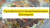 Сульфатвосстанавливающие бактерии