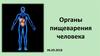Органы пищеварения человека