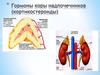 Гормоны коры надпочечников (кортикостероиды)