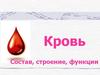Кровь. Функции крови