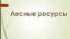 Лесные ресурсы