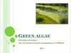 Green algae