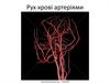 Рух крові артеріями