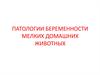 Патологии беременности мелких домашних животных