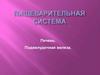 Пищеварительная система. Печень. Поджелудочная железа