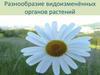 Разнообразие видоизменённых органов растений
