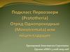 Подкласс Первозвери (Prototheria). Отряд Однопроходные (Monotremata) или яйцекладущие