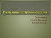 Внутреннее строение корня